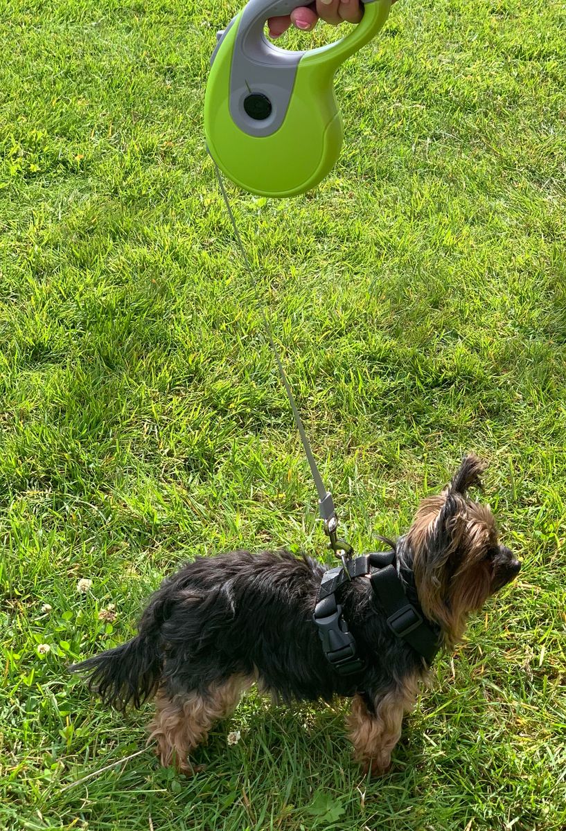 Flexibånd / hundebånd til liten hund