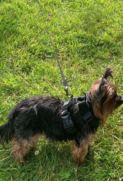 Hovedbilde Hundesele