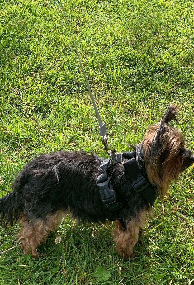 Hundesele